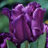 Тюльпан Викториа'c Сикрет (Tulipa Victoria's Secret), 10 шт (разбор 11/12)
