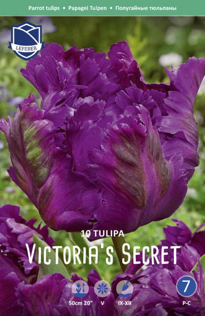 Тюльпан Викториа'c Сикрет (Tulipa Victoria's Secret), 10 шт (разбор 11/12)