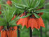Рябчик императорский Рубра (Fritillaria imperialis Rubra Maxima), 1 шт (разбор 22/24)