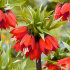 Рябчик императорский Рубра (Fritillaria imperialis Rubra Maxima), 1 шт (разбор 22/24)