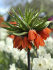 Рябчик императорский Рубра (Fritillaria imperialis Rubra Maxima), 1 шт (разбор 22/24)