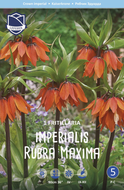 Рябчик императорский Рубра (Fritillaria imperialis Rubra Maxima), 1 шт (разбор 22/24)