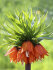 Рябчик императорский Рубра (Fritillaria imperialis Rubra Maxima), 1 шт (разбор 22/24)