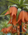 Рябчик императорский Рубра (Fritillaria imperialis Rubra Maxima), 1 шт (разбор 22/24)