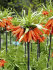 Рябчик императорский Рубра (Fritillaria imperialis Rubra Maxima), 1 шт (разбор 22/24)