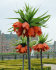 Рябчик императорский Рубра (Fritillaria imperialis Rubra Maxima), 1 шт (разбор 22/24)