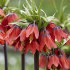 Рябчик императорский Рубра (Fritillaria imperialis Rubra Maxima), 1 шт (разбор 22/24)