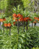 Рябчик императорский Рубра (Fritillaria imperialis Rubra Maxima), 1 шт (разбор 22/24)