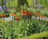 Рябчик императорский Рубра (Fritillaria imperialis Rubra Maxima), 1 шт (разбор 22/24)