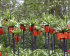 Рябчик императорский Рубра (Fritillaria imperialis Rubra Maxima), 1 шт (разбор 22/24)