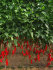 Перец сладкий Забор Красный F1, 5  шт семян