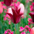 Тюльпан Ластинг Лав (Tulipa Lasting Love), 10 шт (разбор 12/14)