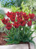 Тюльпан Ластинг Лав (Tulipa Lasting Love), 10 шт (разбор 12/14)