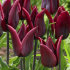 Тюльпан Ластинг Лав (Tulipa Lasting Love), 10 шт (разбор 12/14)