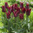 Тюльпан Ластинг Лав (Tulipa Lasting Love), 10 шт (разбор 12/14)