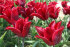 Тюльпан Ластинг Лав (Tulipa Lasting Love), 10 шт (разбор 12/14)