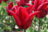 Тюльпан Ластинг Лав (Tulipa Lasting Love), 10 шт (разбор 12/14)