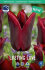Тюльпан Ластинг Лав (Tulipa Lasting Love), 10 шт (разбор 12/14)