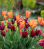 Тюльпан Ластинг Лав (Tulipa Lasting Love), 10 шт (разбор 12/14)