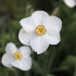 Нарцисс Актая (Narcissus Actaea), 5 шт (разбор 12/14)