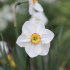 Нарцисс Актая (Narcissus Actaea), 5 шт (разбор 12/14)