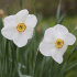 Нарцисс Актая (Narcissus Actaea), 5 шт (разбор 12/14)