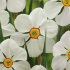 Нарцисс Актая (Narcissus Actaea), 5 шт (разбор 12/14)