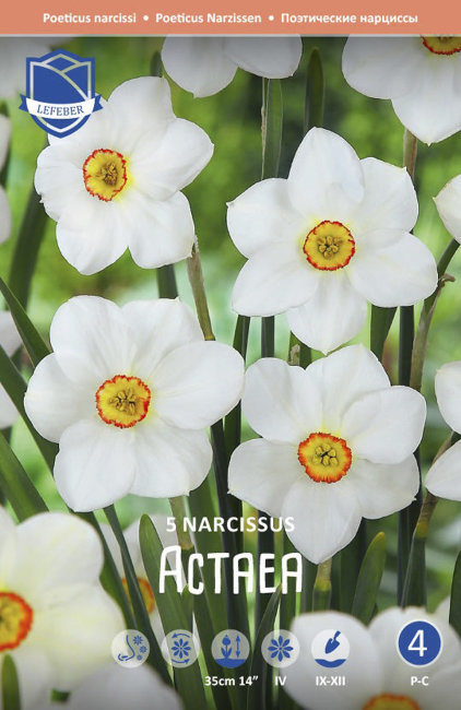 Нарцисс Актая (Narcissus Actaea), 5 шт (разбор 12/14)