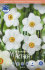 Нарцисс Актая (Narcissus Actaea), 5 шт (разбор 12/14)