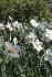 Нарцисс Актая (Narcissus Actaea), 5 шт (разбор 12/14)