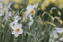 Нарцисс Актая (Narcissus Actaea), 5 шт (разбор 12/14)