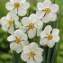 Нарцисс Актая (Narcissus Actaea), 5 шт (разбор 12/14)