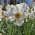 Нарцисс Актая (Narcissus Actaea), 5 шт (разбор 12/14)