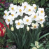 Нарцисс Актая (Narcissus Actaea), 5 шт (разбор 12/14)
