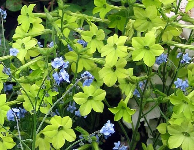 Табак душистый Nicotiana suaveolens