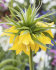Рябчик императорский Лутеа (Fritillaria imperialis Lutea), 1 шт (разбор 22/24)