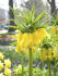 Рябчик императорский Лутеа (Fritillaria imperialis Lutea), 1 шт (разбор 22/24)