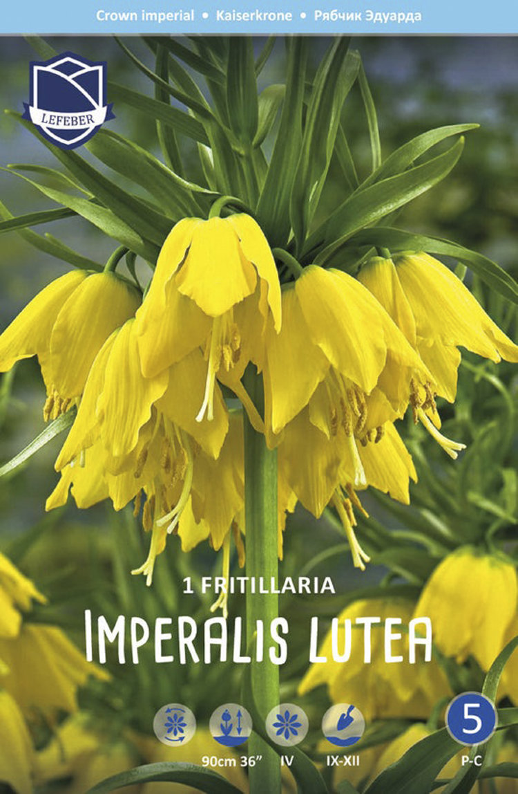 Рябчик императорский Лутеа (Fritillaria imperialis Lutea), 1 шт (разбор  22/24)