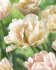 Тюльпан Силк Роуд (Tulipa Silk Road), 10 шт (разбор 11/12)