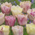 Тюльпан Силк Роуд (Tulipa Silk Road), 10 шт (разбор 11/12)