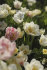 Тюльпан Силк Роуд (Tulipa Silk Road), 10 шт (разбор 11/12)