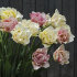 Тюльпан Силк Роуд (Tulipa Silk Road), 10 шт (разбор 11/12)