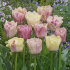 Тюльпан Силк Роуд (Tulipa Silk Road), 10 шт (разбор 11/12)