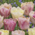 Тюльпан Силк Роуд (Tulipa Silk Road), 10 шт (разбор 11/12)