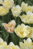 Тюльпан Силк Роуд (Tulipa Silk Road), 10 шт (разбор 11/12)
