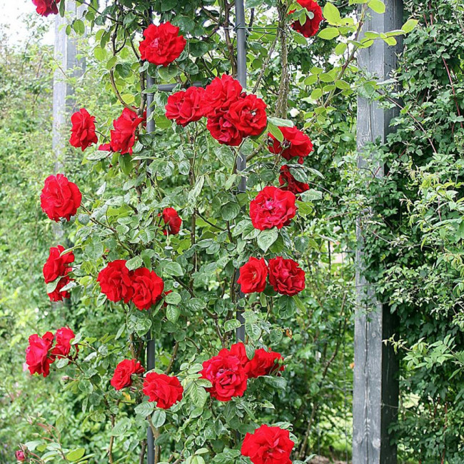 Роза Калонетта (Calonetta), 1 шт