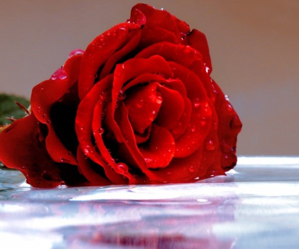 Спивакъ Цветочная вода Розы (органик), 50 мл