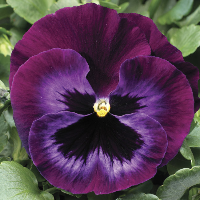 Виола крупноцветковая Колоссус Неон Виолет (100 шт)