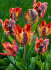 Тюльпан Раста Пэррот (Tulipa Rasta Parrot), 10 шт (разбор 12/14)