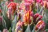 Тюльпан Раста Пэррот (Tulipa Rasta Parrot), 10 шт (разбор 12/14)